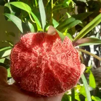 اسکاج و دستگیره|لوازم نظافت|اسلامآباد غرب, |دیوار