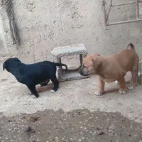 سرابی خالص پدرمادرش هم موجودن|سگ|شوشتر, |دیوار