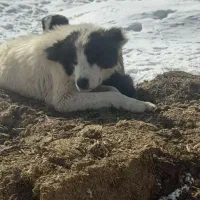 لاس گله ایی همچی تموم