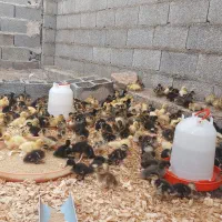 جوجه اردک محلی|حیوانات مزرعه|رشت, حومه رشت|دیوار