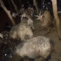 میش سر حال زیر قیمت|حیوانات مزرعه|لوداب, |دیوار