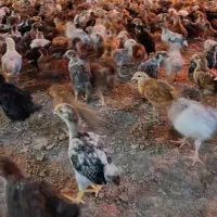 فروش مرغ محلی و گلپایگان پنجاه روزه(تحویل رایگان )