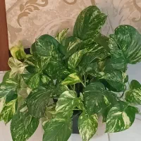 گل وگیاه آپارتمانی  فروشی