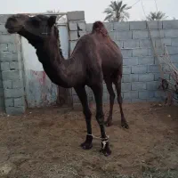 شتر ۷سال|حیوانات مزرعه|تخت, |دیوار