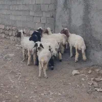 فروش بره ماده