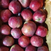 میوه سیب استخوانی میانه آبدار