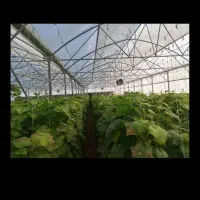 فروش گلخانه