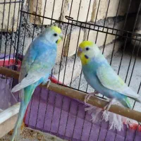 مرغ عشق رینبو و پروانه ای|پرنده|دوگنبدان, |دیوار