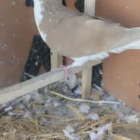 چپ زرد|پرنده|نیشابور, مدرس|دیوار