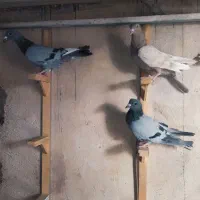 پلاکی دورگ خوشرنگ شیرازی طوقی|پرنده|ابریشم, |دیوار