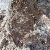 کود کبوتر..زل کبوتر کیلویی ۱۰ت