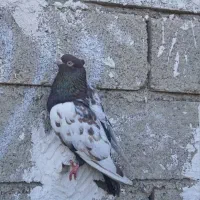 سینه نر بزن