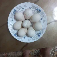 فروش تخم بوقلمون