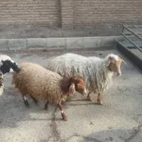 3 عدد میش با بره
