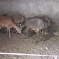 ۴ راس بره نر چینی دامازدغ