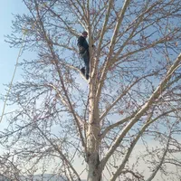 قطع درخت برش درخت سر برداری هرس خریدار چوب