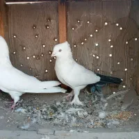 یه جفت کفرتر خوب