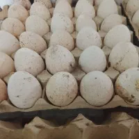 تخم نطفه داربقلمون