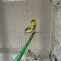 قناری|پرنده|مشهد, طلاب|دیوار