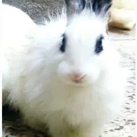 فروش خرگوش زیبا ،بازیگوش وسالم