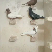 کبوتر|پرنده|جهرم, |دیوار