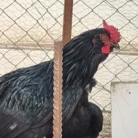 خروس