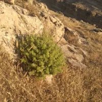 آویشن کوهی برگ پهن