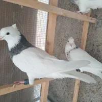 کفتر رنگی|پرنده|مشهد, چهنو|دیوار