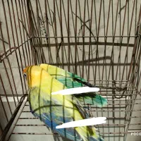 کوتوله پاربلو اوپلاین یووینگ عروس سالن قفس قناری|پرنده|تهران, آرژانتین|دیوار