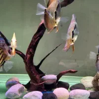 دیسکس|ماهی|مبارکه, |دیوار