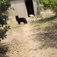 سگ ژرمن بلک ماده|سگ|بهشهر, |دیوار