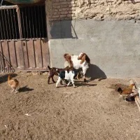 بز زایده با دوتا بزغاله