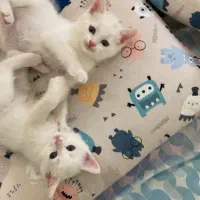 گربه اشرافی