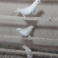 رنگی یجایی|پرنده|قم, انسجام|دیوار