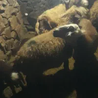 میش بره داشتی