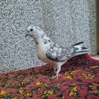 کفتر پرشی جوجه گرو|پرنده|قم, هفت تیر|دیوار