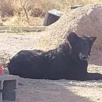 سگ ماده|سگ|شیراز, شهرک مدرس|دیوار