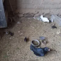 مرغ گلین|حیوانات مزرعه|درمیان, |دیوار