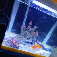 آکواریوم شرکتی