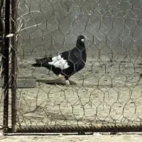 کبوتر سرک سیاه