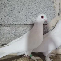 کبوتر|پرنده|خسروشاه, |دیوار