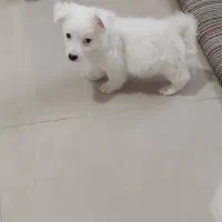 پامرین|سگ|تهران, جنت‌آباد مرکزی|دیوار