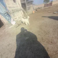 سگ عروسکی|سگ|سلماس, |دیوار