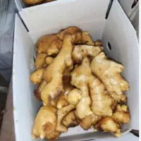 فروش زنجبیل ۷کیلویی میدان تره بار شیراز