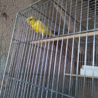 قناری|پرنده|باقرشهر, |دیوار