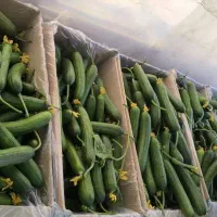 خیار درجه یک گلخانه ای|عمده‌فروشی|ری, سیزده آبان|دیوار