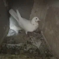 این ماده رو کم کردم