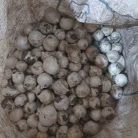موسیر