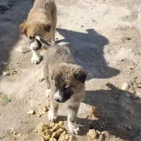 سگ واگذاری|سگ|گرمخان, |دیوار