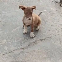 پاکوتاه
